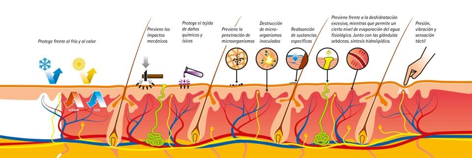 Pieles sensibles o sensibilizadas. Cuáles son y cómo cuidarlas